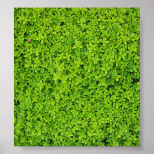 Ivy Wall Background Poster
