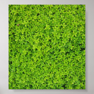 Ivy Wall Background Poster