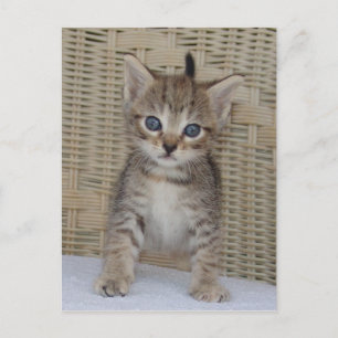 Ivy's Postcard