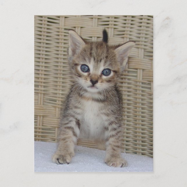 Ivy's Postcard (Front)
