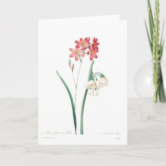 Ixia and summer snowflake holiday card
