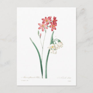 Ixia and summer snowflake postcard
