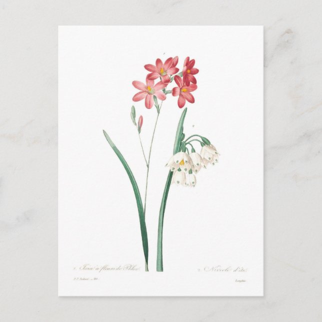 Ixia and summer snowflake postcard (Front)