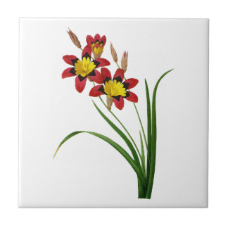 Ixia Tricolor by Pierre Joseph Redoute Tile