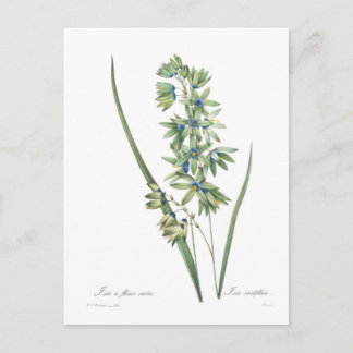 Ixia viridiflora postcard