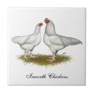 Ixworth Chickens Tile