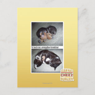 iz hadz mr. snuggies forebber postcard