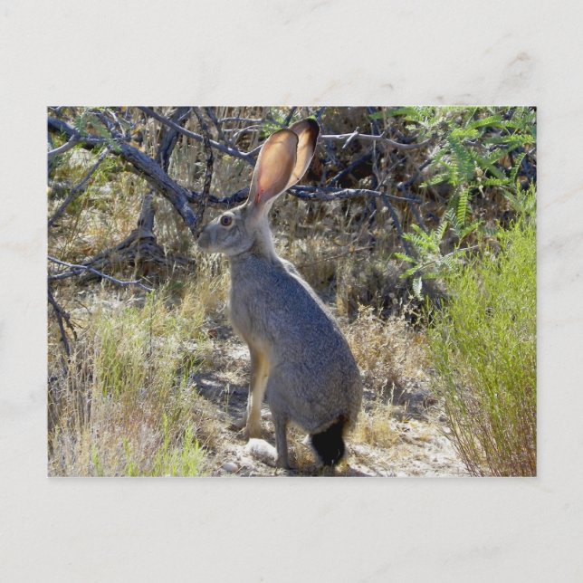 J A C K R A B B I T POSTCARD (Front)