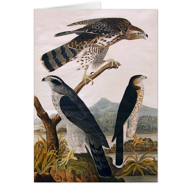 J.J. Audubon (Goshawk, Stanley Hawk) (1829) (Front)