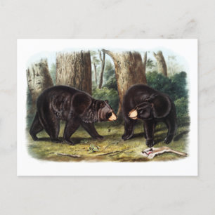 J.W. Audubon - Ursus Americanus Black Bear Postcard
