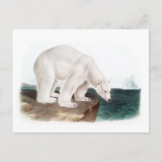 J.W. Audubon - Ursus Maritimus Polar Bear Postcard (Front)