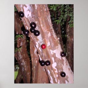Jaboticaba Poster