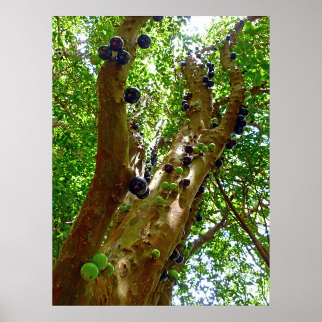 Jaboticaba Tree Poster (Front)