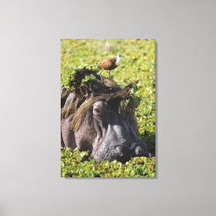 Jacana standing on hippo's (Hippopotamus Canvas Print