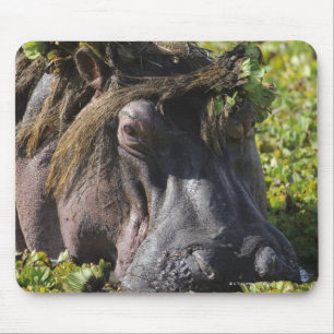 Jacana standing on hippo's (Hippopotamus Mouse Mat