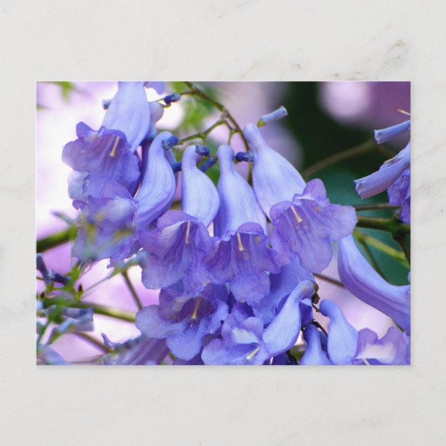 Jacaranda Blossoms Postcard (Front)