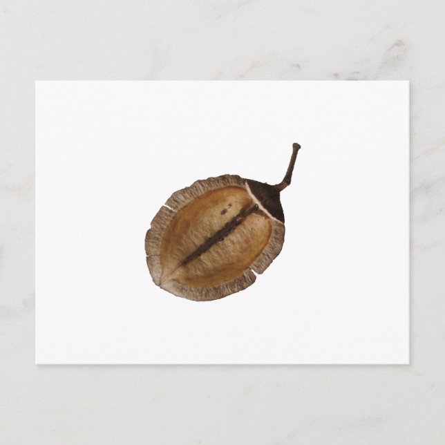 Jacaranda Pod Postcard (Front)