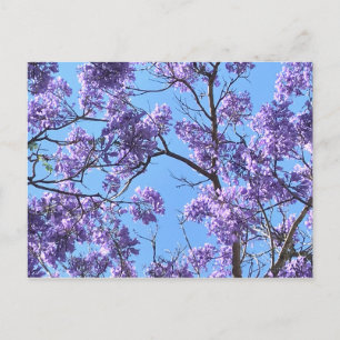 Jacaranda Postcard