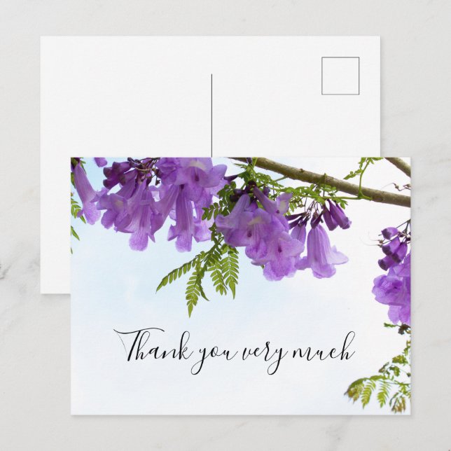 Jacaranda Purple Flowers  Australia on the tree    Postcard (Front/Back)