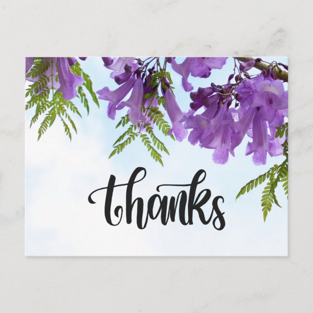 Jacaranda Purple flowers blooming on the tree Postcard (Front)