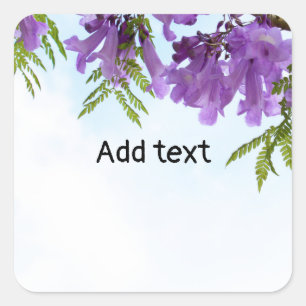 Jacaranda Purple flowers blooming on the tree Square Sticker