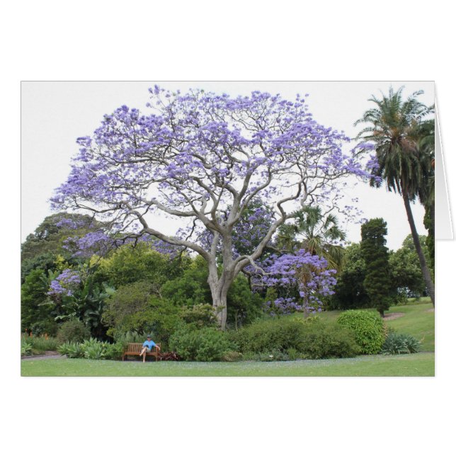 Jacaranda Tree (Front Horizontal)