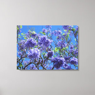 Jacaranda Tree Canvas Print