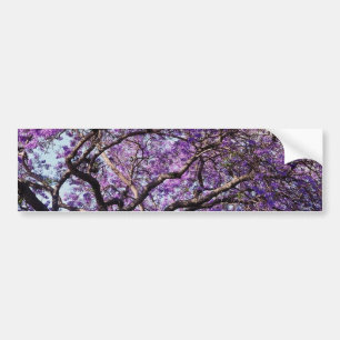 Jacaranda tree in spring bloom flowers bumper sticker