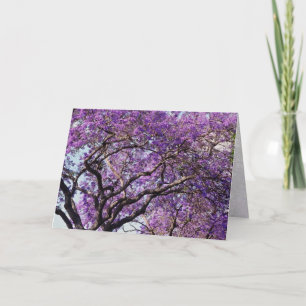 Jacaranda tree in spring bloom flowers card