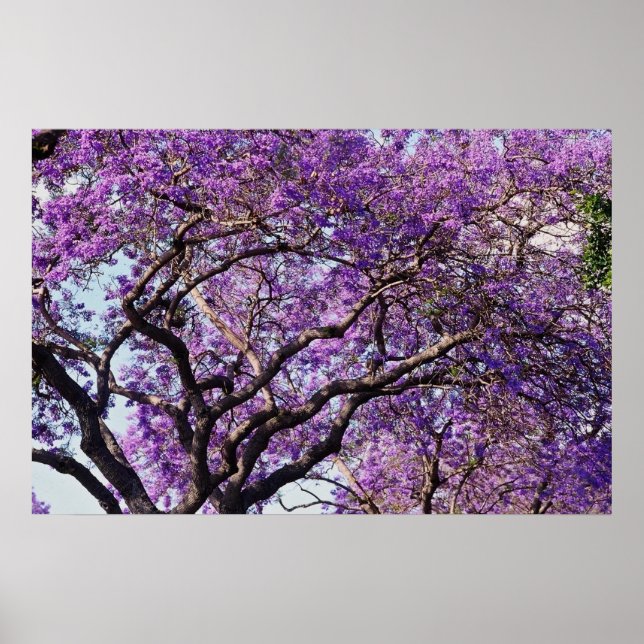 Jacaranda tree in spring bloom flowers poster (Front)