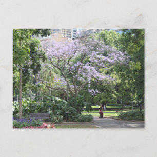 Jacaranda Tree Postcard