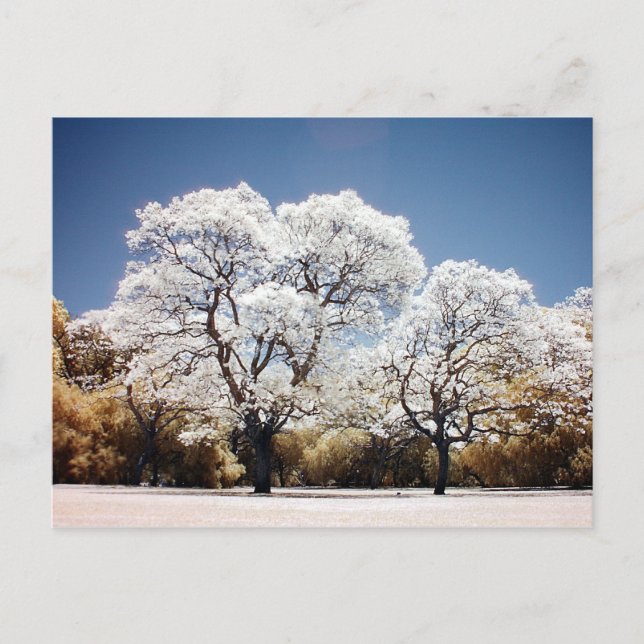 Jacaranda trees postcard (Front)