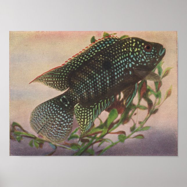 Jack Dempsey - Archocentrus octofasciatus P/folio Poster (Front)