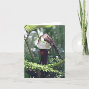 Jack In The Pulpit Flower Photography Note Card