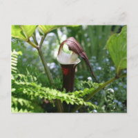 Jack In The Pulpit Flower Photography Postcard