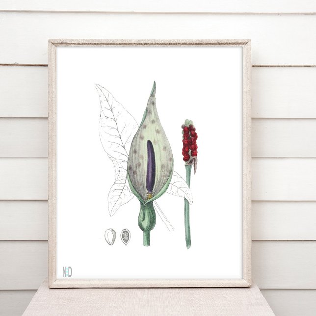 Jack in the Pulpit Indian Turnip Wildflower Poster (Creator Uploaded)