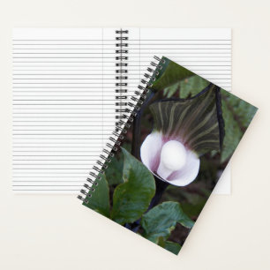 Jack-in-the-Pulpit Plant Botanical Notebook