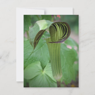 Jack-In-The-Pulpit Postcard