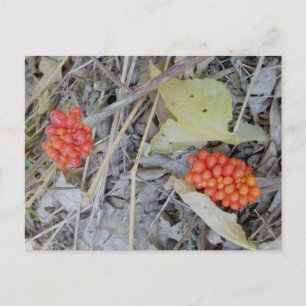 Jack-In-The-Pulpit Seeds Postcard