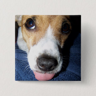Jack Jussell terrier puppy with tongue out 15 Cm Square Badge