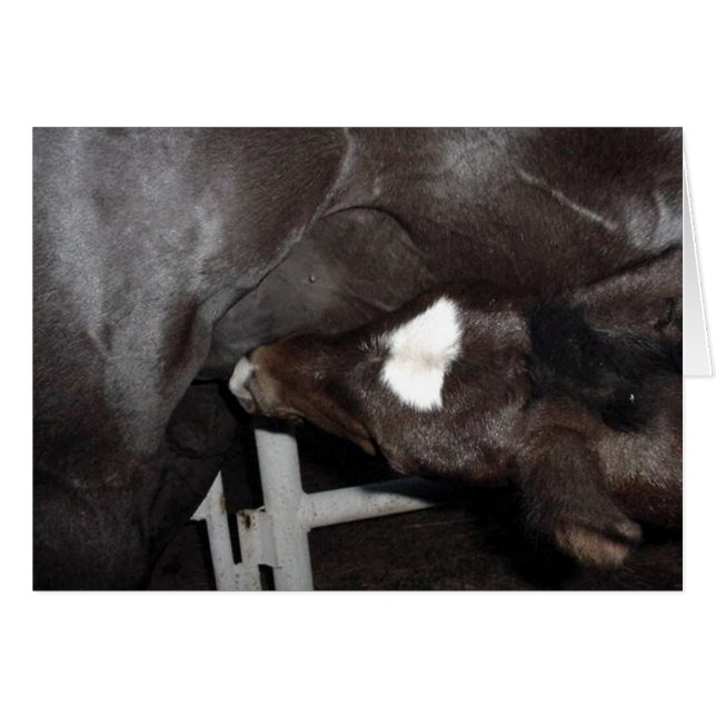 Jack Nusing (Front Horizontal)