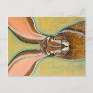 Jack Rabbit Postcard