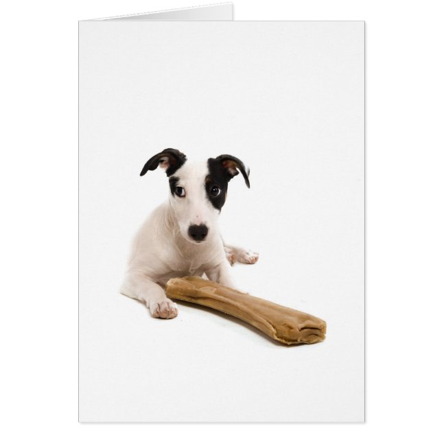 jack russel and his bones (Front)