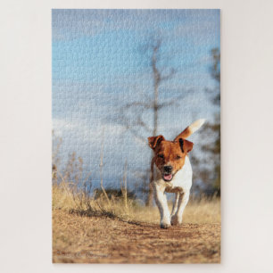 Jack Russel On the Run... Jigsaw Puzzle