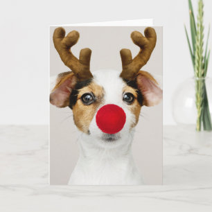 JACK RUSSEL TERRIER CHRISTMAS Folded Card