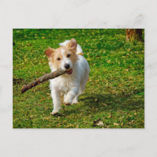 Jack Russel Terrier dog with stick photo Postcard
