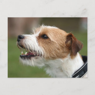 jack russel terrier postcard