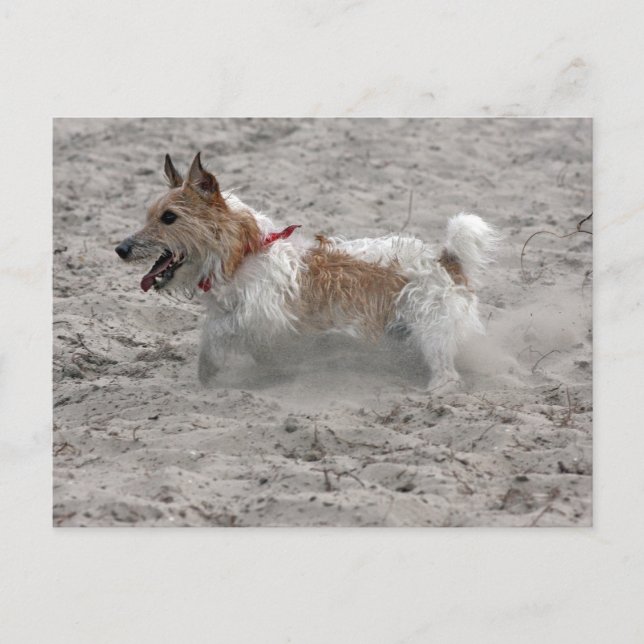 jack russel terrier postcard (Front)