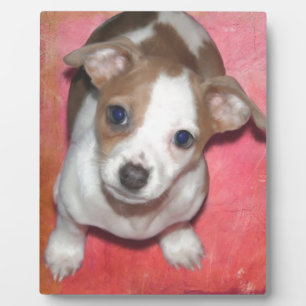 Jack Russel Terrier Puppy on Pink Plaque