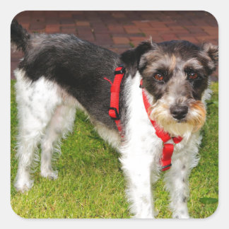 jack russel terrier square sticker